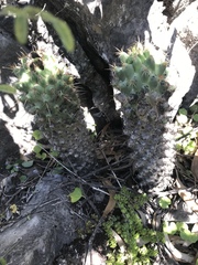Coryphantha octacantha