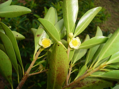 Ternstroemia asymmetrica