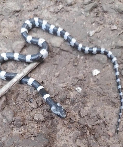 Photo of a Sulawesi Wolf Snake (Lycodon stormi)