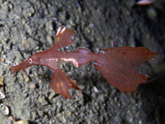 Solenostomus cyanopterus