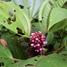 Miconia platyphylla - Photo (c) Paola Carrera, some rights reserved (CC BY-NC), uploaded by Paola Carrera