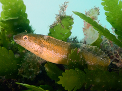 Petroscirtes variabilis