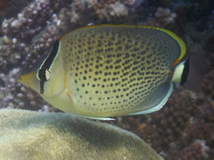 Chaetodon guttatissimus