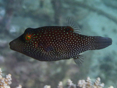 Canthigaster janthinoptera
