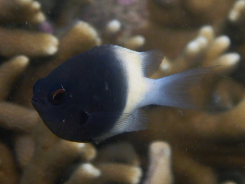 Indian Half-and-half Chromis