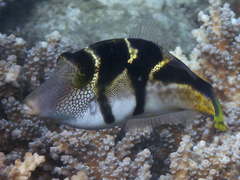 Paraluteres prionurus