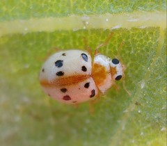 Psyllobora bisoctonotata