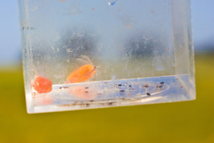 Cyzicus californicus