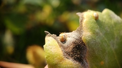 Psyllobora bisoctonotata