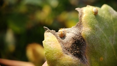 Psyllobora bisoctonotata