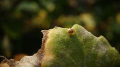 Psyllobora bisoctonotata