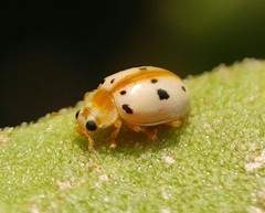 Psyllobora bisoctonotata