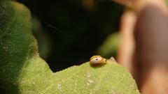 Psyllobora bisoctonotata