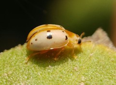 Psyllobora bisoctonotata