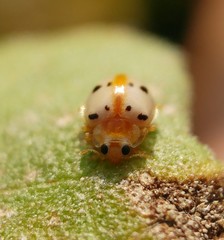 Psyllobora bisoctonotata