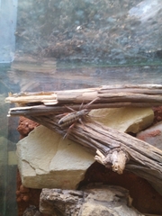 Solpuga chelicornis macrognatha