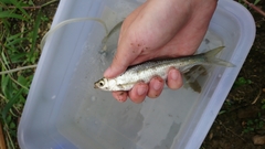 Hemiculter leucisculus