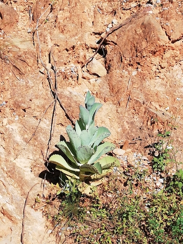 Kalanchoe marmorata