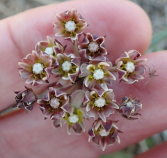 Asclepias multicaulis
