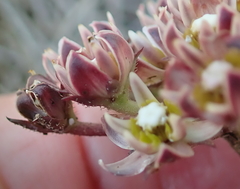 Asclepias multicaulis