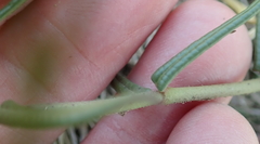 Asclepias multicaulis