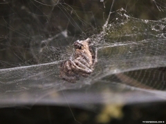 Cyrtophora citricola