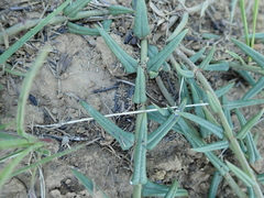 Asclepias multicaulis