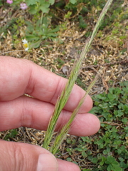 Brome Fescue (Festuca bromoides)