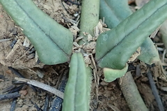 Asclepias multicaulis
