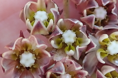 Asclepias multicaulis