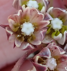 Asclepias multicaulis