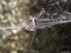 Cyrtophora citricola