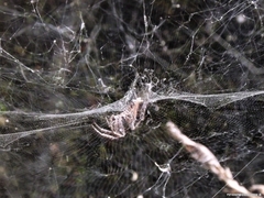 Cyrtophora citricola