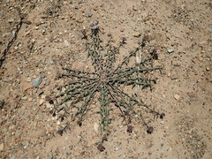 Asclepias multicaulis