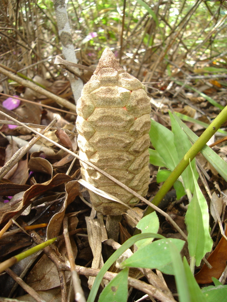Zamia boliviana