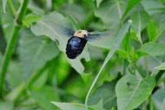 Xylocopa grisescens