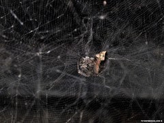 Cyrtophora citricola