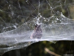 Cyrtophora citricola