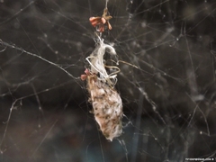 Cyrtophora citricola