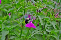 Xylocopa grisescens