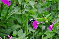 Xylocopa grisescens