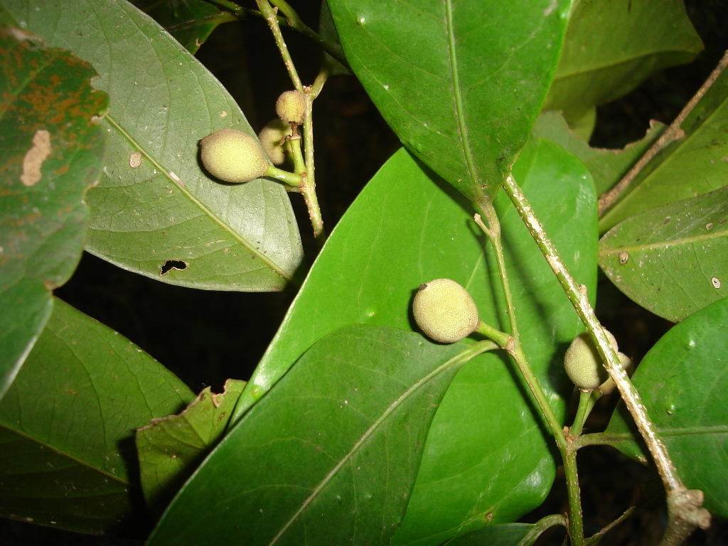 Drypetes amazonica
