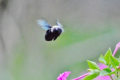 Xylocopa grisescens
