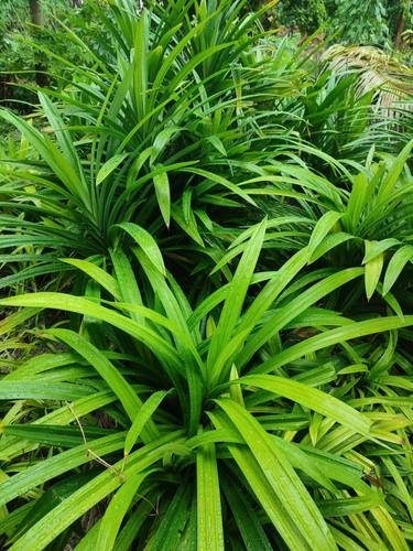 Pandanus amaryllifolius