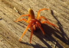Caponia capensis