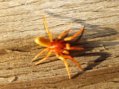 Caponia capensis