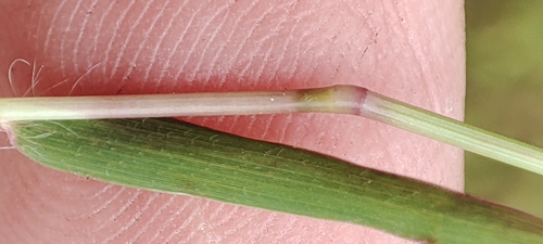 Image of Polytrias indica by no rights reserved