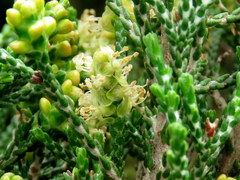 Passerina paleacea