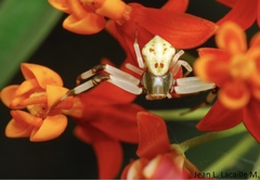 Misumenoides