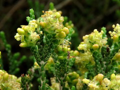 Passerina paleacea